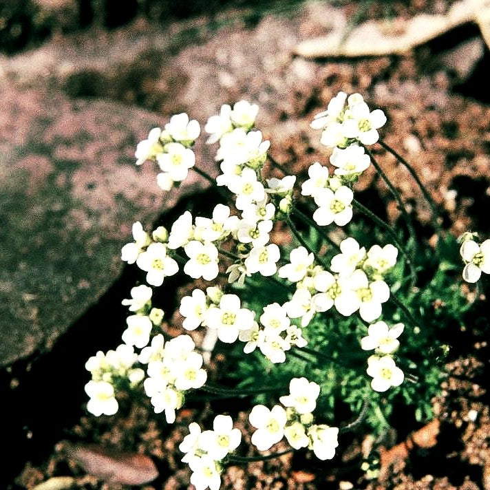 Felsenblümchen (Draba x suendermannii)