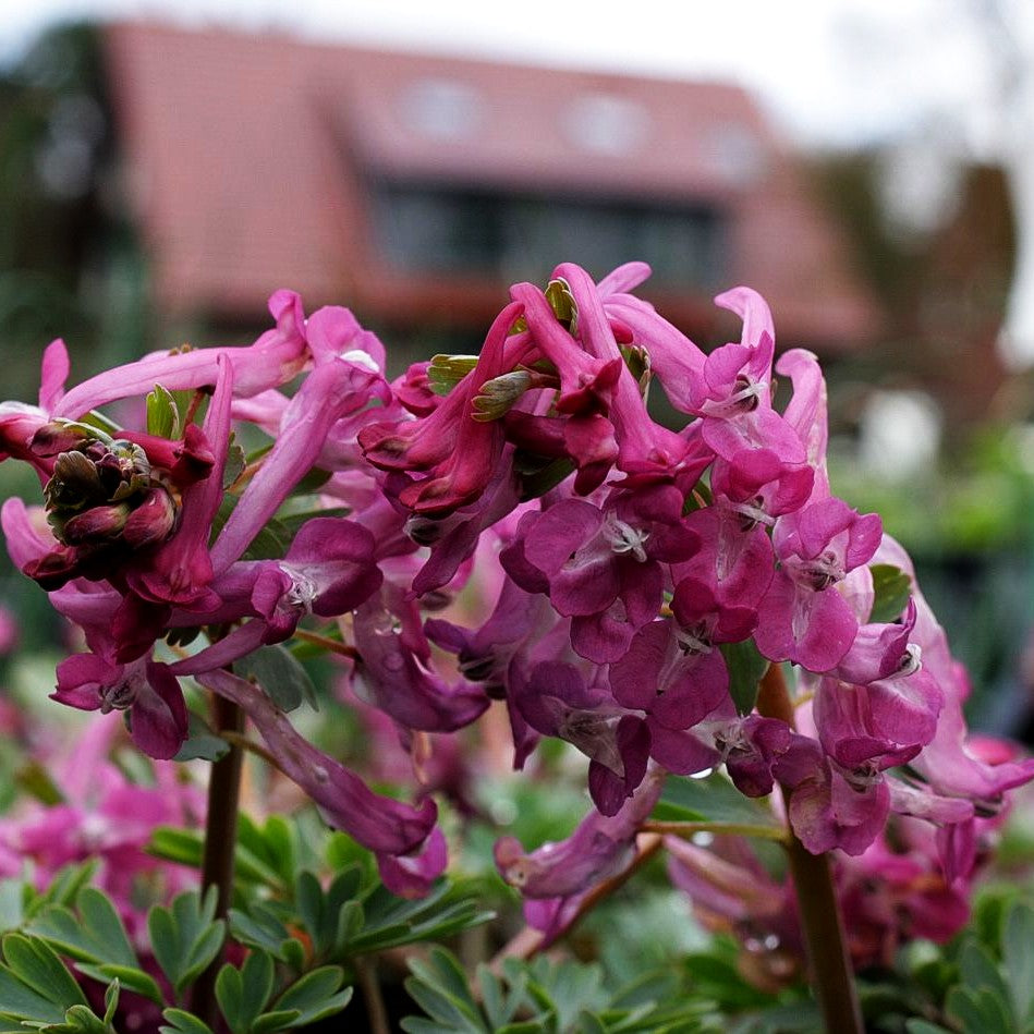 Festknolliger Lerchensporn (Corydalis solida)