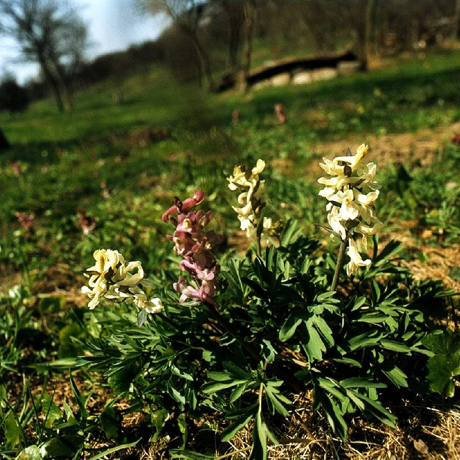 Festknolliger Lerchensporn (Corydalis solida)