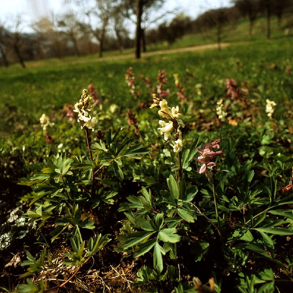 Festknolliger Lerchensporn (Corydalis solida)
