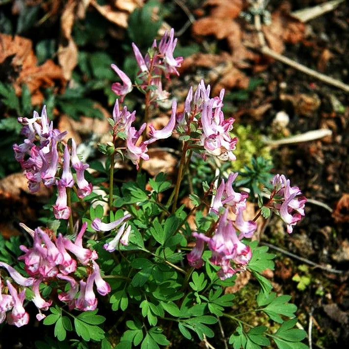 Festknolliger Lerchensporn (Corydalis solida)