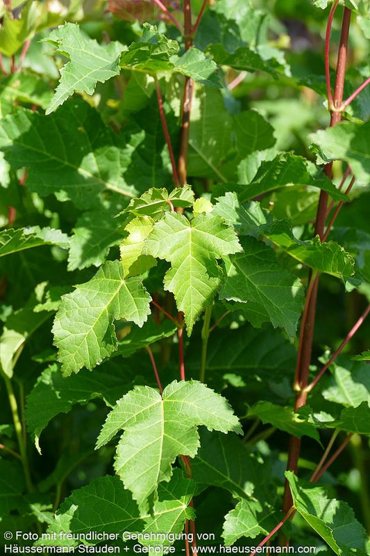Feuer-Ahorn (Acer ginnala)