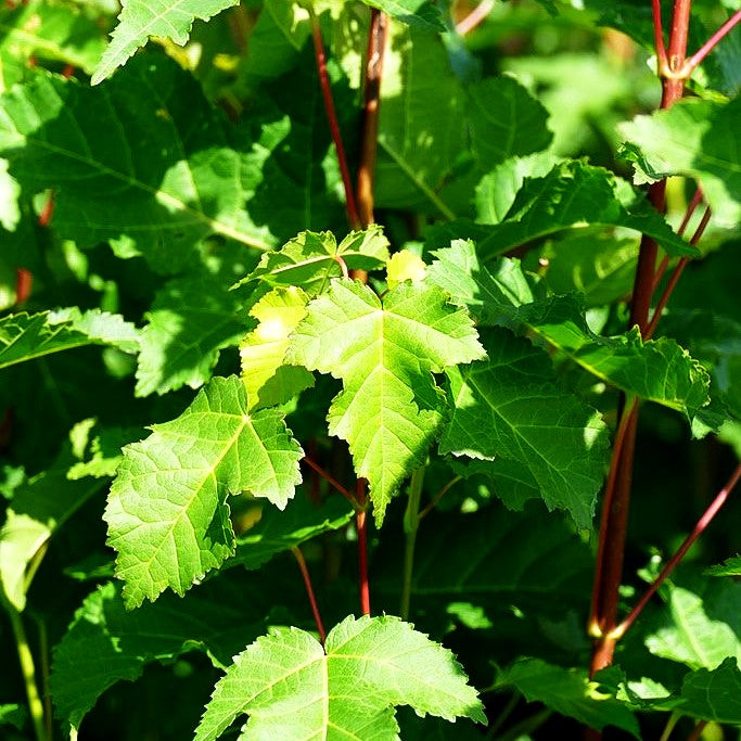 Feuer-Ahorn (Acer ginnala)