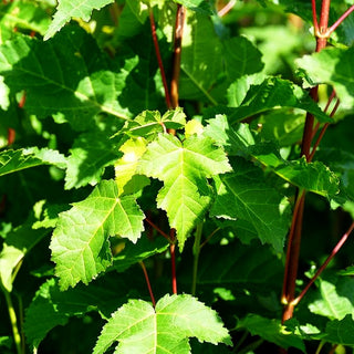 Feuer-Ahorn (Acer ginnala)