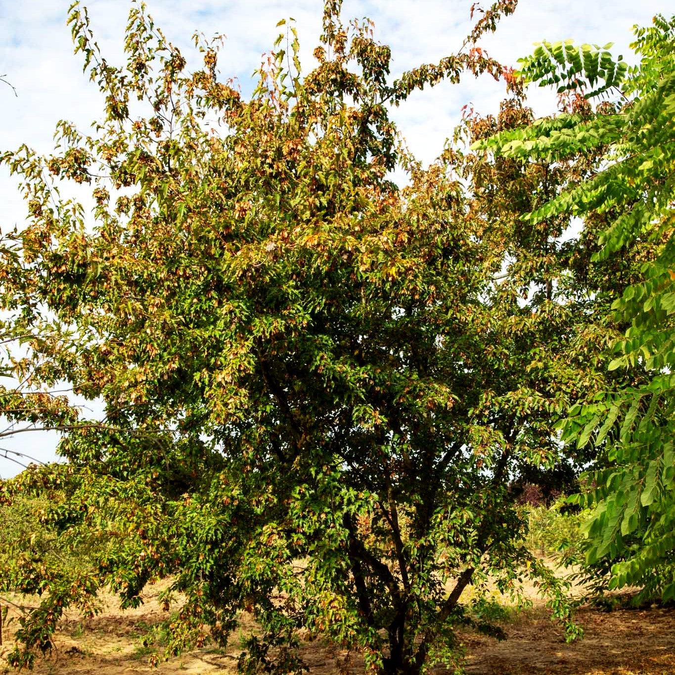 Feuer-Ahorn (Acer ginnala)