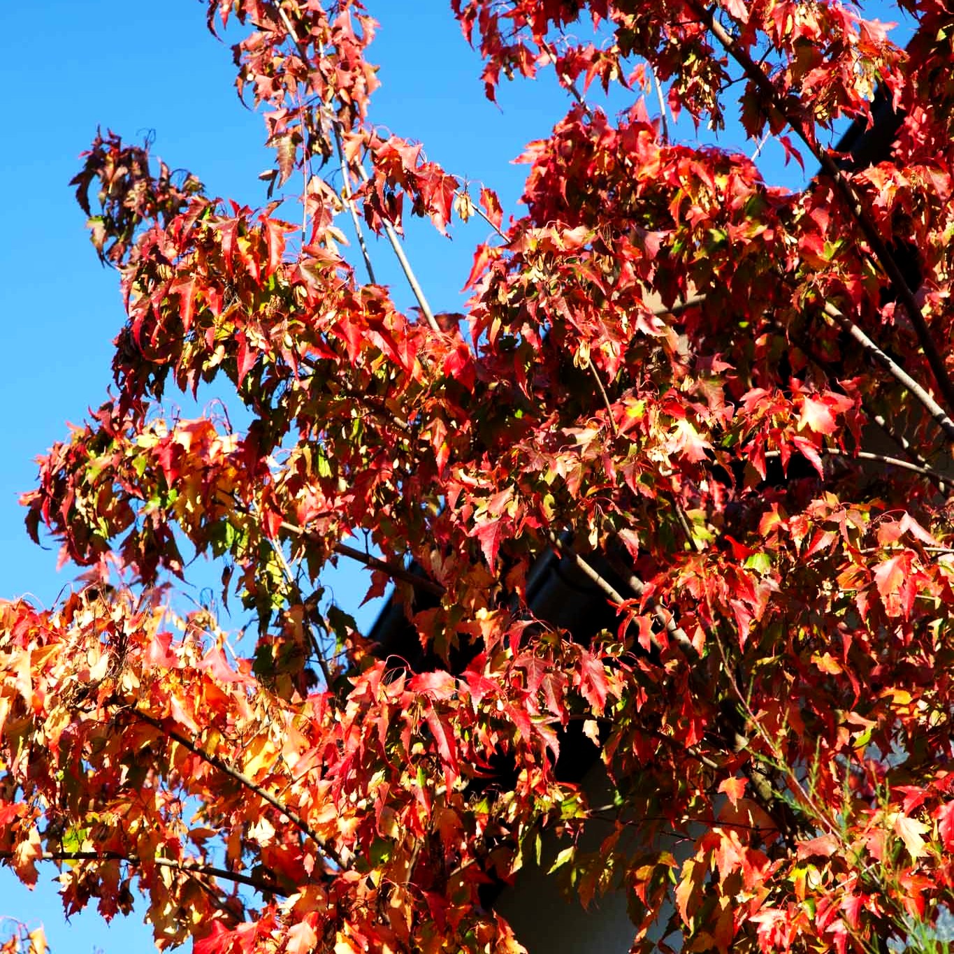 Feuer-Ahorn (Acer ginnala)