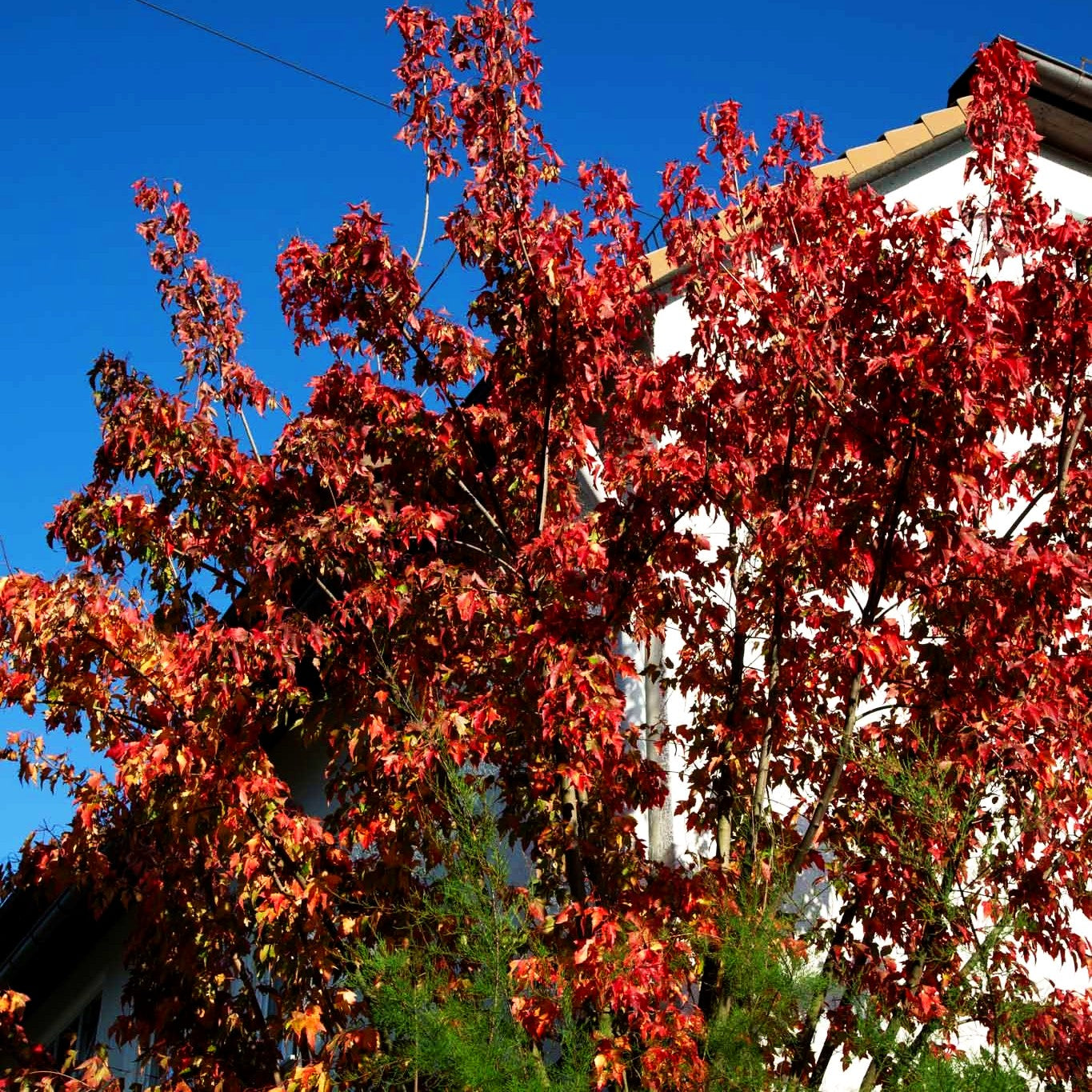 Feuer-Ahorn (Acer ginnala)