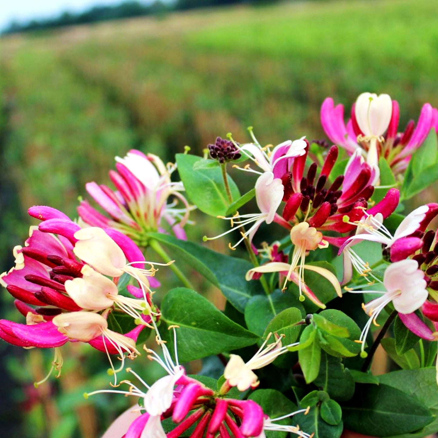 Feuer-Geißschlinge (Lonicera x heckrottii)