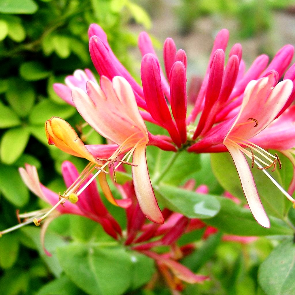 Feuer-Geißschlinge (Lonicera x heckrottii)