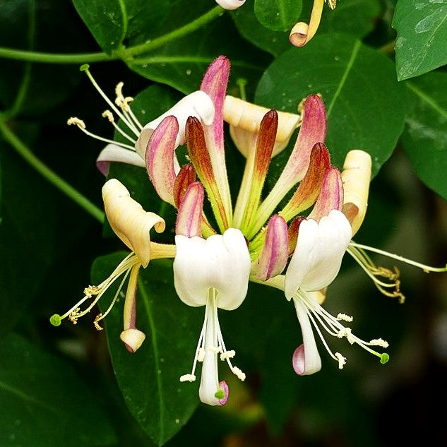 Feuer-Geißschlinge (Lonicera x heckrottii)