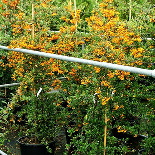 Feuerdorn 'Golden Charmer' (Pyracantha x cult.)