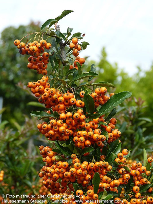 Feuerdorn 'Orange Charmer' (Pyracantha x cult.)