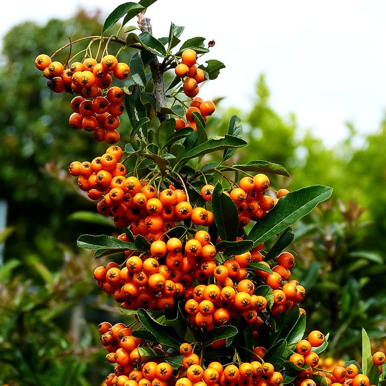 Feuerdorn 'Orange Charmer' (Pyracantha x cult.)