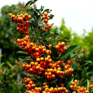 Feuerdorn 'Orange Charmer' (Pyracantha x cult.)