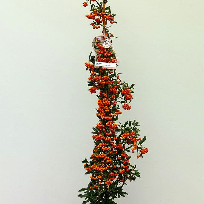 Feuerdorn 'Orange Charmer' (Pyracantha x cult.)