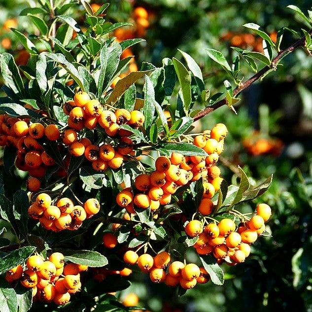 Feuerdorn 'Orange Charmer' (Pyracantha x cult.)