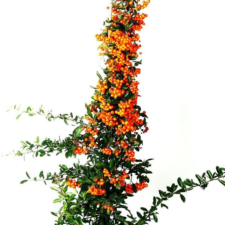 Feuerdorn 'Orange Charmer' (Pyracantha x cult.)