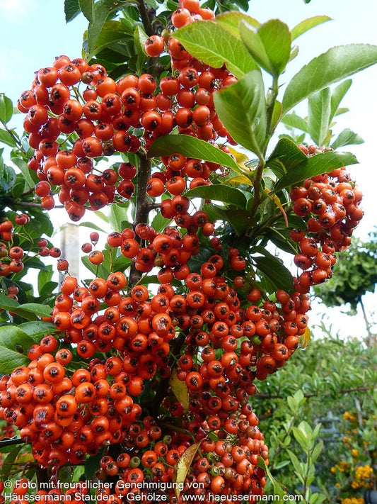 Feuerdorn 'Orange Glow' (Pyracantha x cult.)