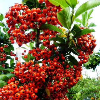 Feuerdorn 'Orange Glow' (Pyracantha x cult.)
