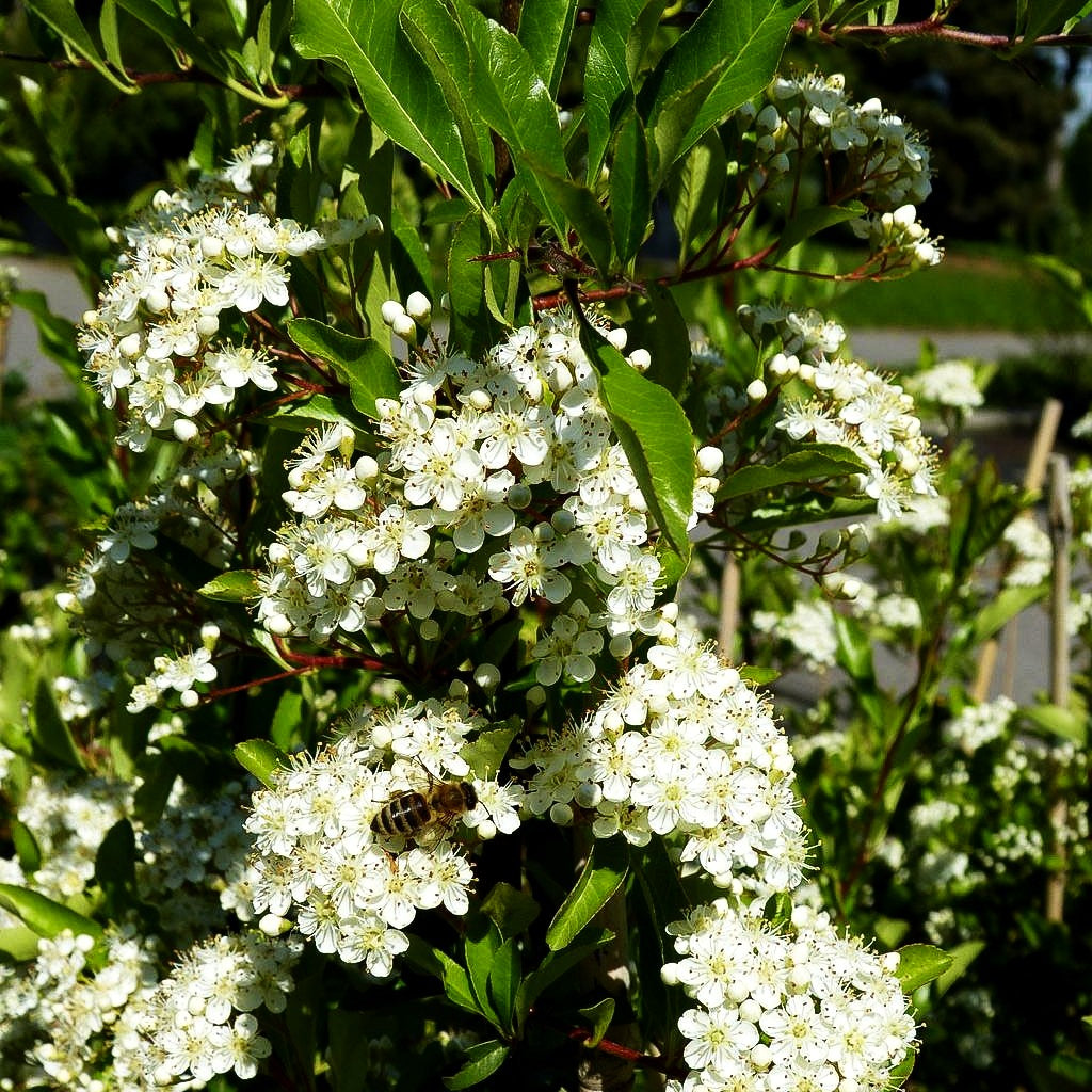 Feuerdorn 'Orange Glow' (Pyracantha x cult.)
