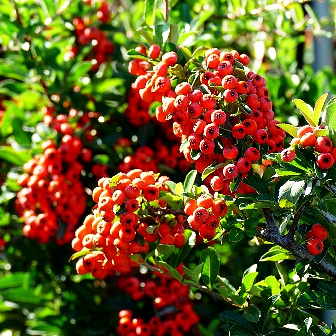 Feuerdorn 'Orange Glow' (Pyracantha x cult.)