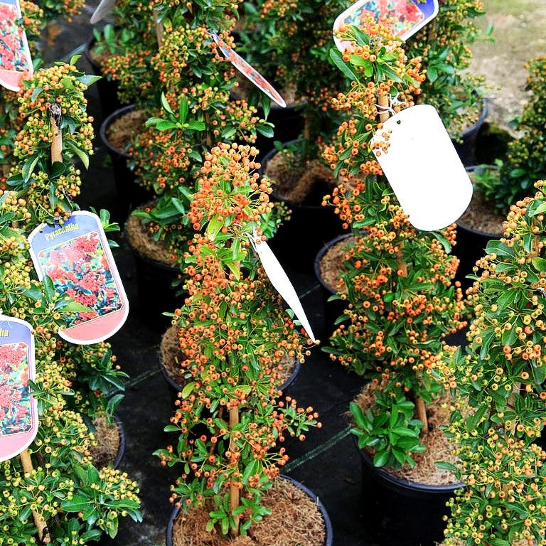 Feuerdorn 'Orange Glow' (Pyracantha x cult.)