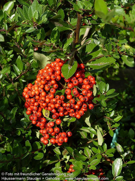 Feuerdorn 'Red Column' (Pyracantha coccinea)