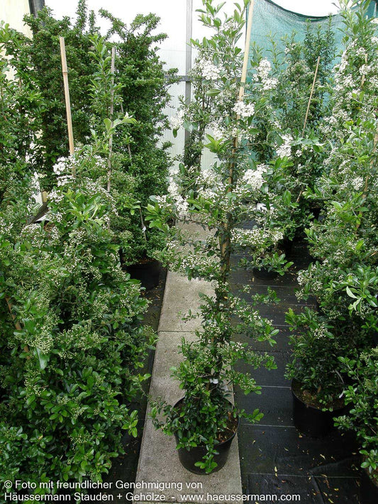 Feuerdorn 'Soleil d'Or' (Pyracantha coccinea)