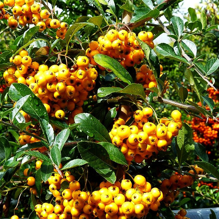 Feuerdorn 'Soleil d'Or' (Pyracantha coccinea)