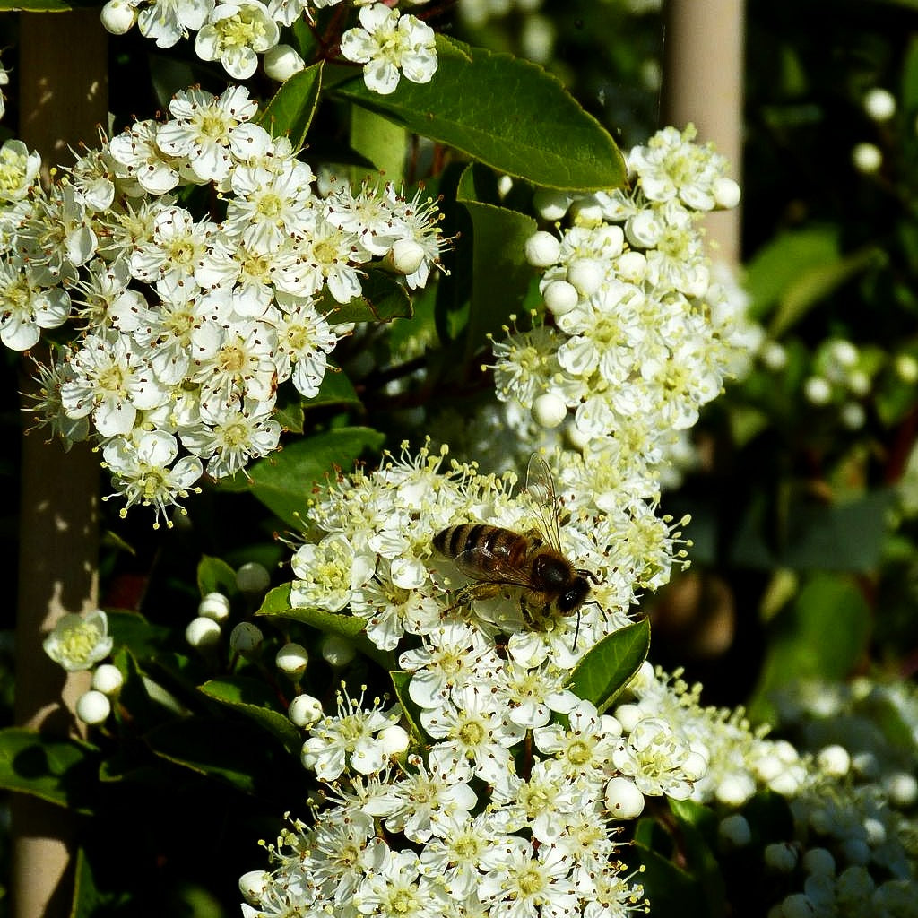 Feuerdorn 'Soleil d'Or' (Pyracantha coccinea)