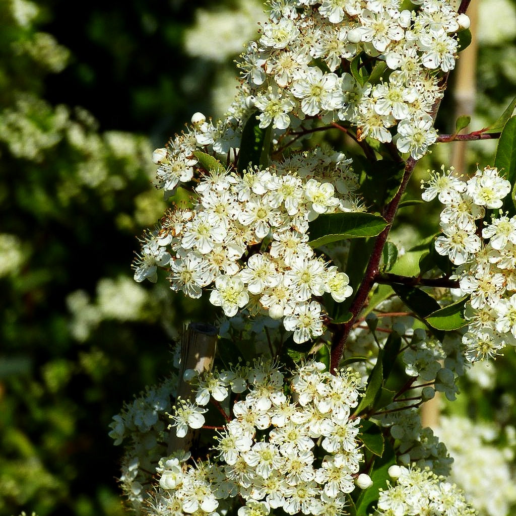 Feuerdorn 'Soleil d'Or' (Pyracantha coccinea)