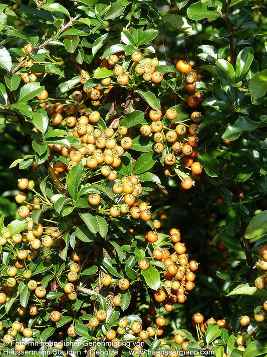 Feuerdorn 'Teton' (Pyracantha x cult.)