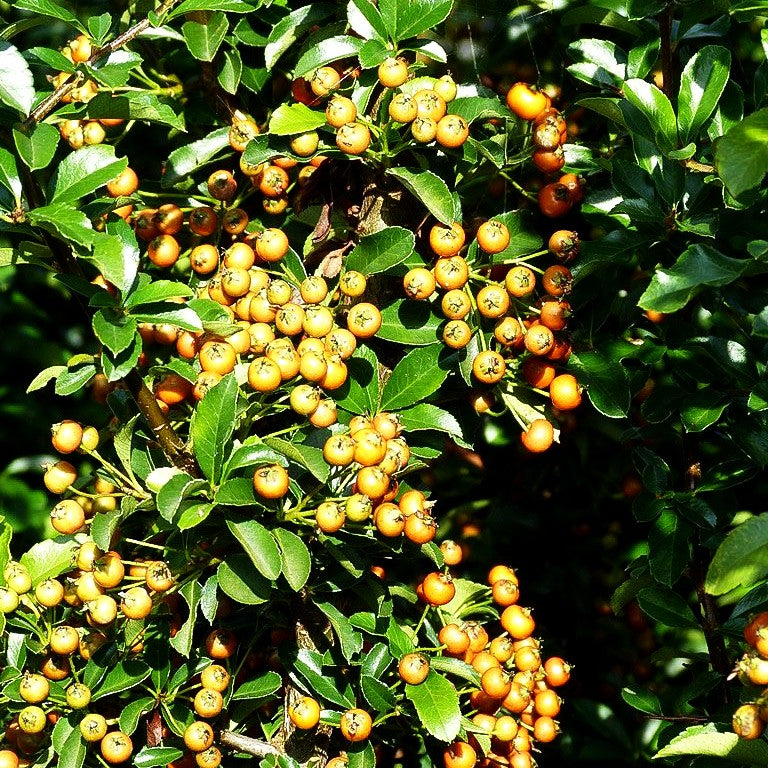 Feuerdorn 'Teton' (Pyracantha x cult.)
