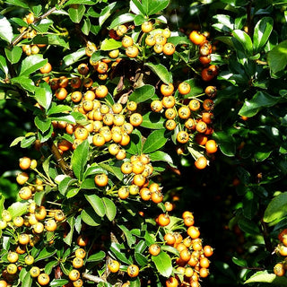 Feuerdorn 'Teton' (Pyracantha x cult.)