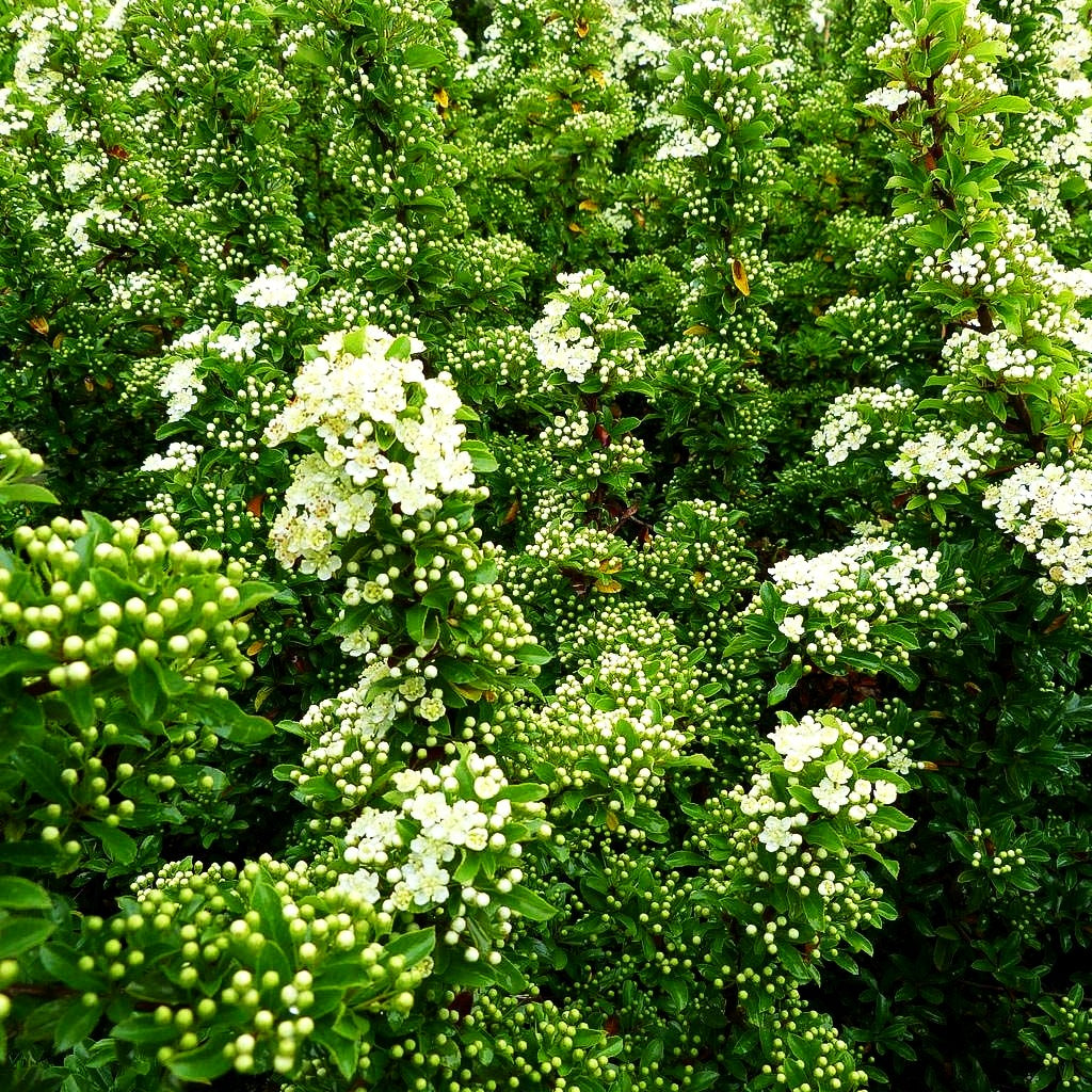 Feuerdorn 'Teton' (Pyracantha x cult.)