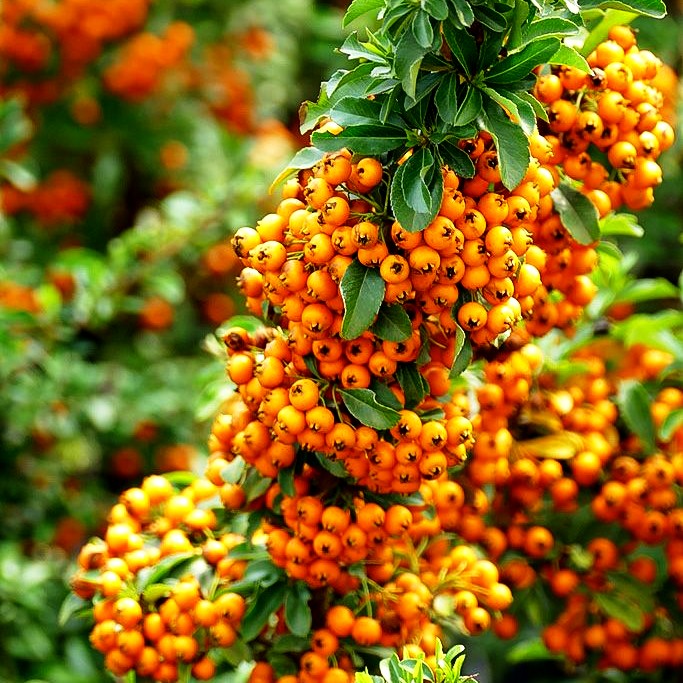 Feuerdorn 'Teton' (Pyracantha x cult.)