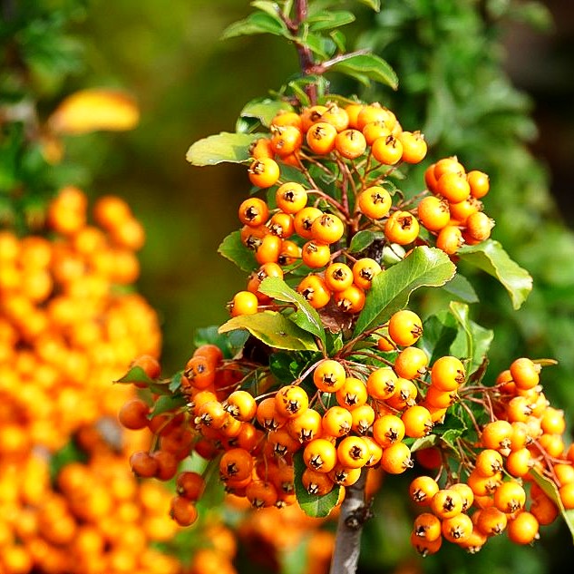Feuerdorn 'Teton' (Pyracantha x cult.)