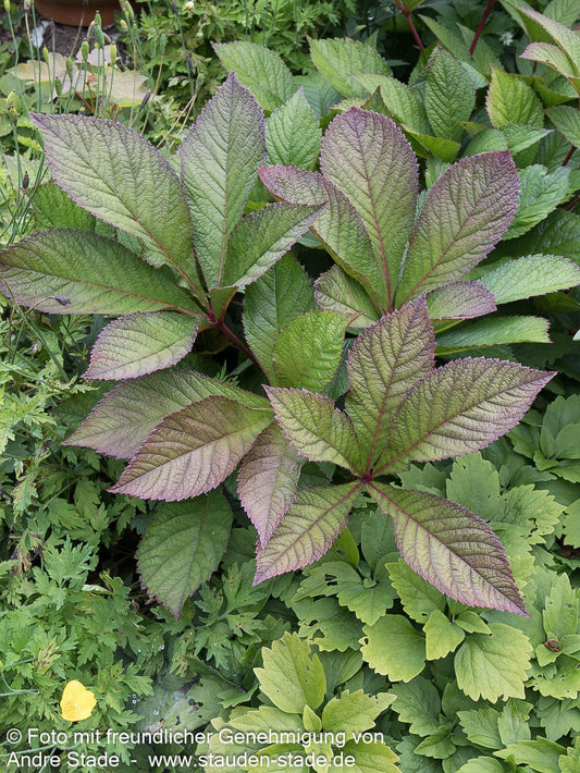 Fiederblättriges Schaublatt 'Chocolate Wings' (Rodgersia pinnata)