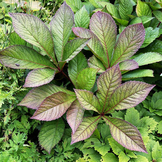 Fiederblättriges Schaublatt 'Chocolate Wings' (Rodgersia pinnata)