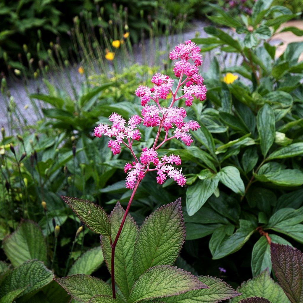 Fiederblättriges Schaublatt 'Chocolate Wings' (Rodgersia pinnata)