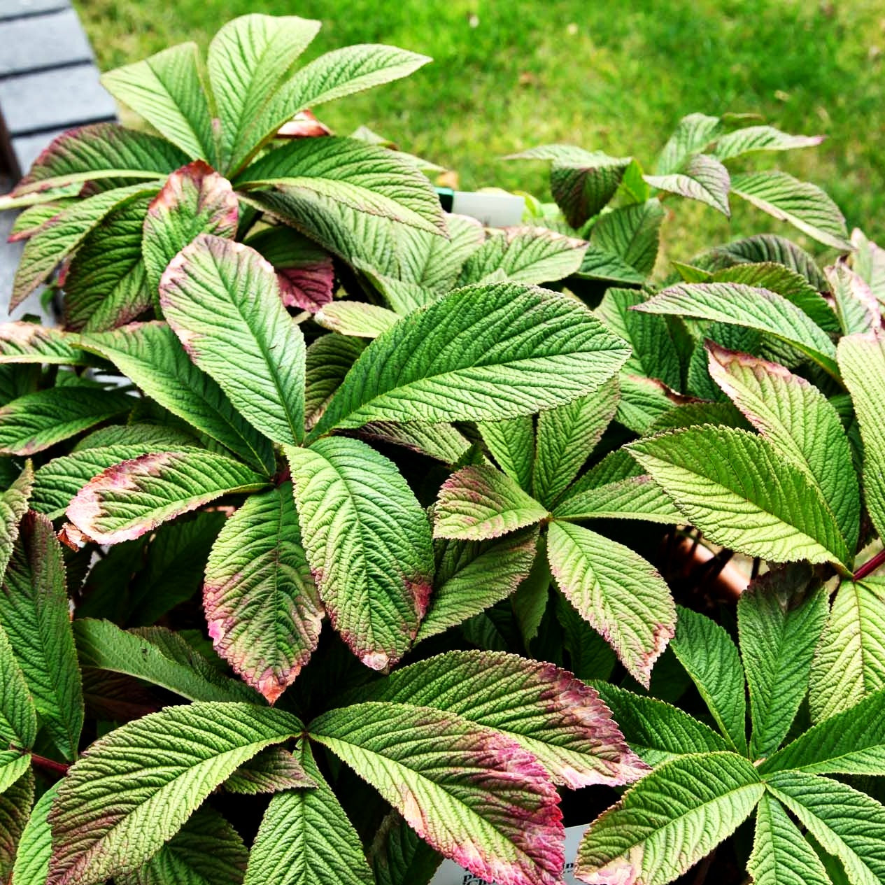 Fiederblättriges Schaublatt 'Chocolate Wings' (Rodgersia pinnata)