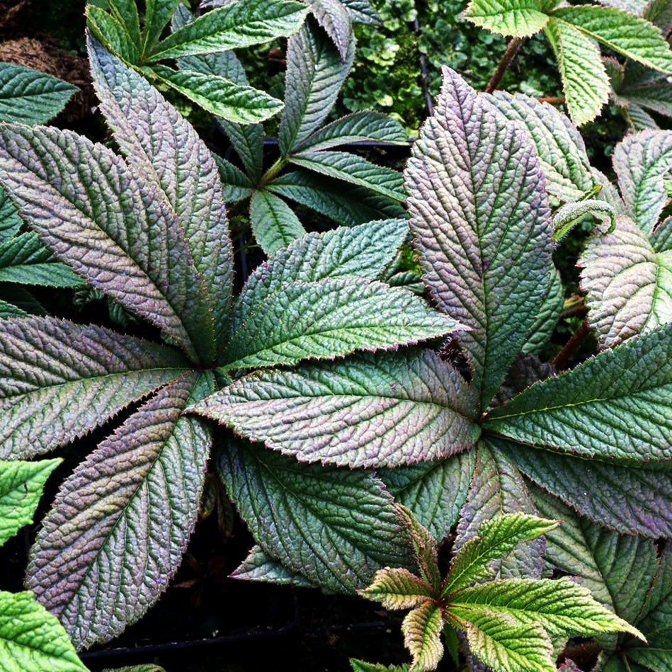 Fiederblättriges Schaublatt 'Chocolate Wings' (Rodgersia pinnata)