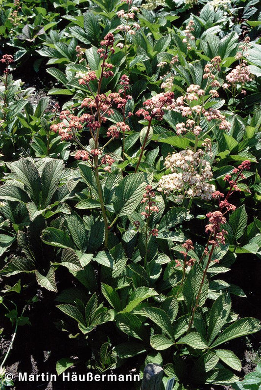 Fiederblättriges Schaublatt (Rodgersia pinnata)