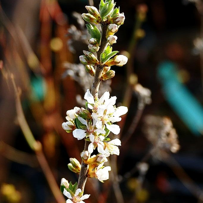 Filz-Kirsche, Korea-Kirsche 'Orient' (Prunus tomentosa)
