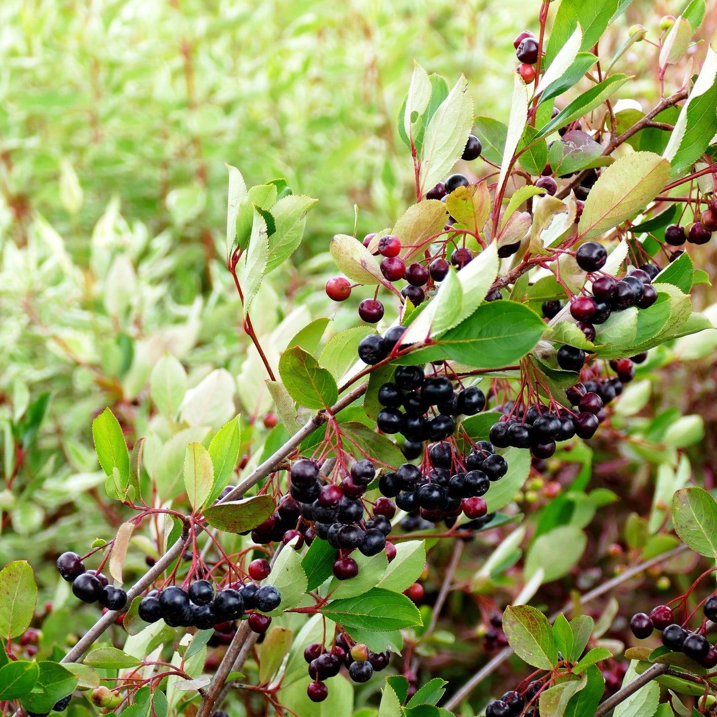 Filzige Apfelbeere 'Brilliant' (Aronia arbutifolia)
