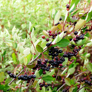 Filzige Apfelbeere 'Brilliant' (Aronia arbutifolia)