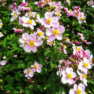 Filzige Herbst-Anemone 'Robustissima' (Anemone tomentosa)