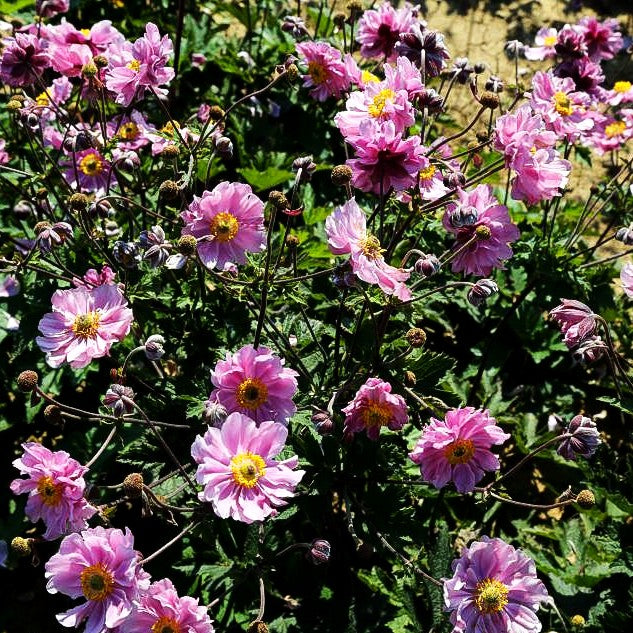 Filzige Herbst-Anemone 'Septemberglanz' (Anemone tomentosa)