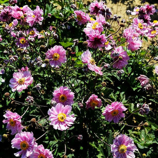Filzige Herbst-Anemone 'Septemberglanz' (Anemone tomentosa)