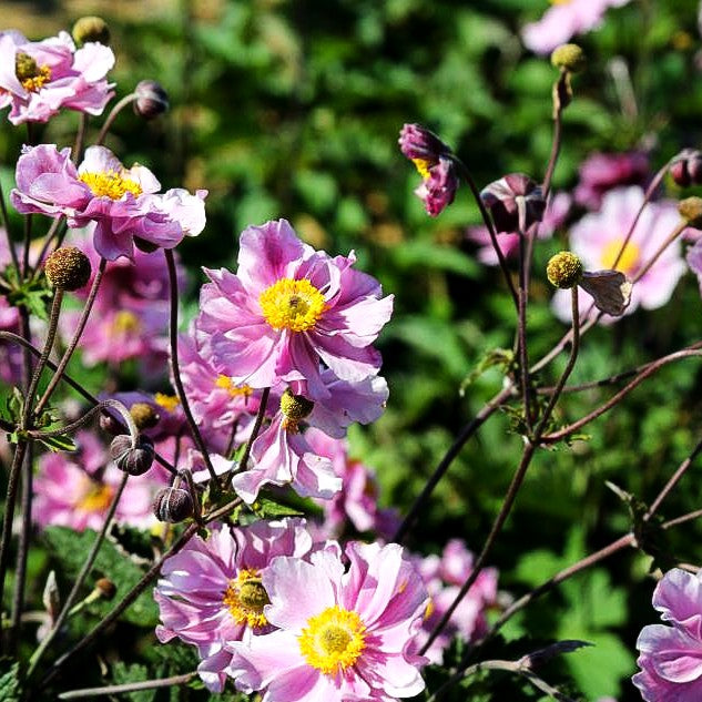 Filzige Herbst-Anemone 'Septemberglanz' (Anemone tomentosa)